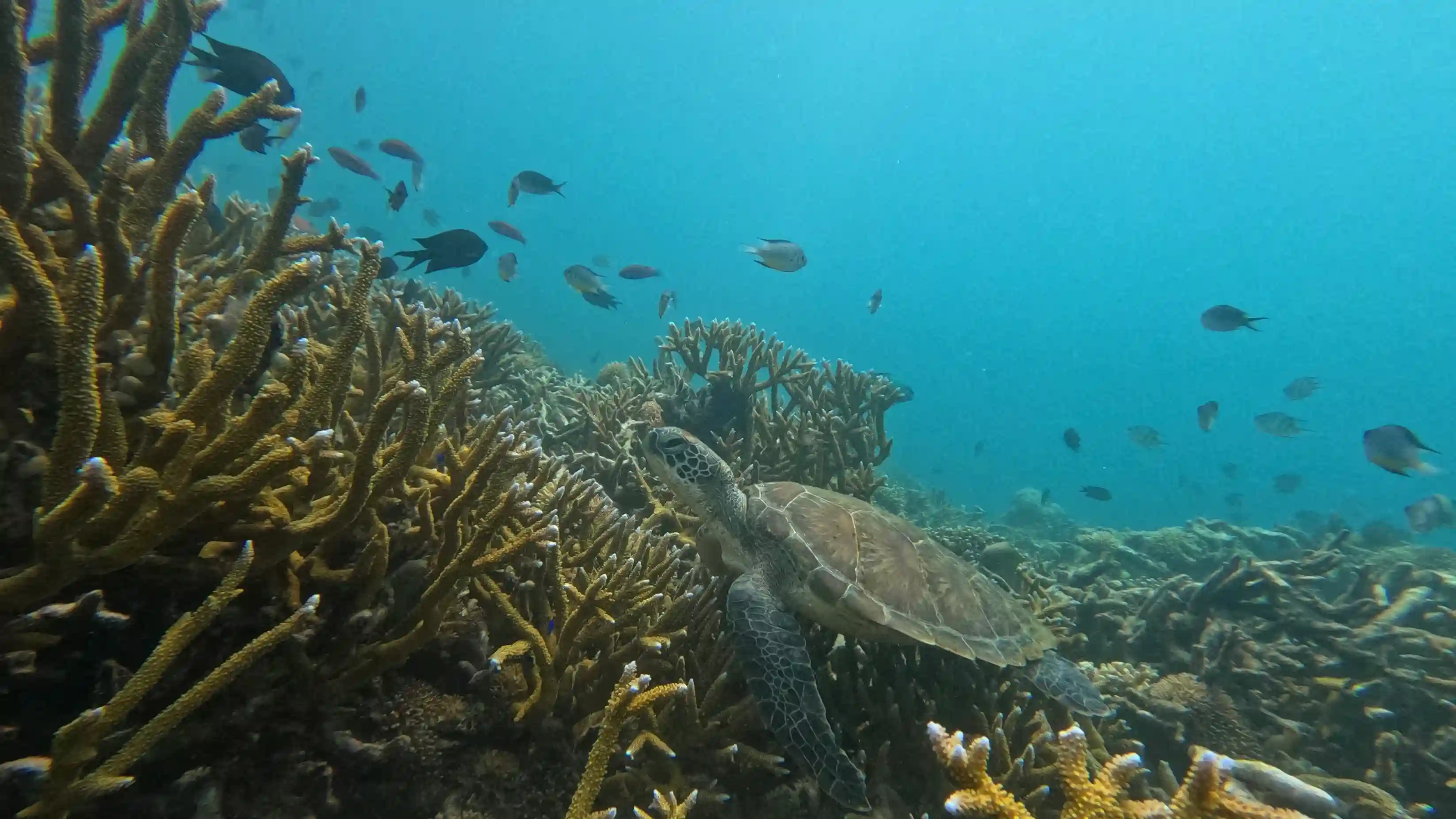 Diving Komodo by Luxury Phinisi: Sites and Seasons