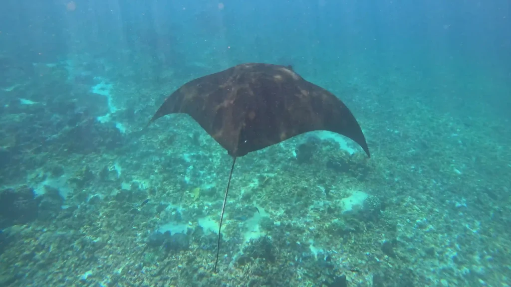Manta Ray | Komodo Island Tour | Komodo Luxury