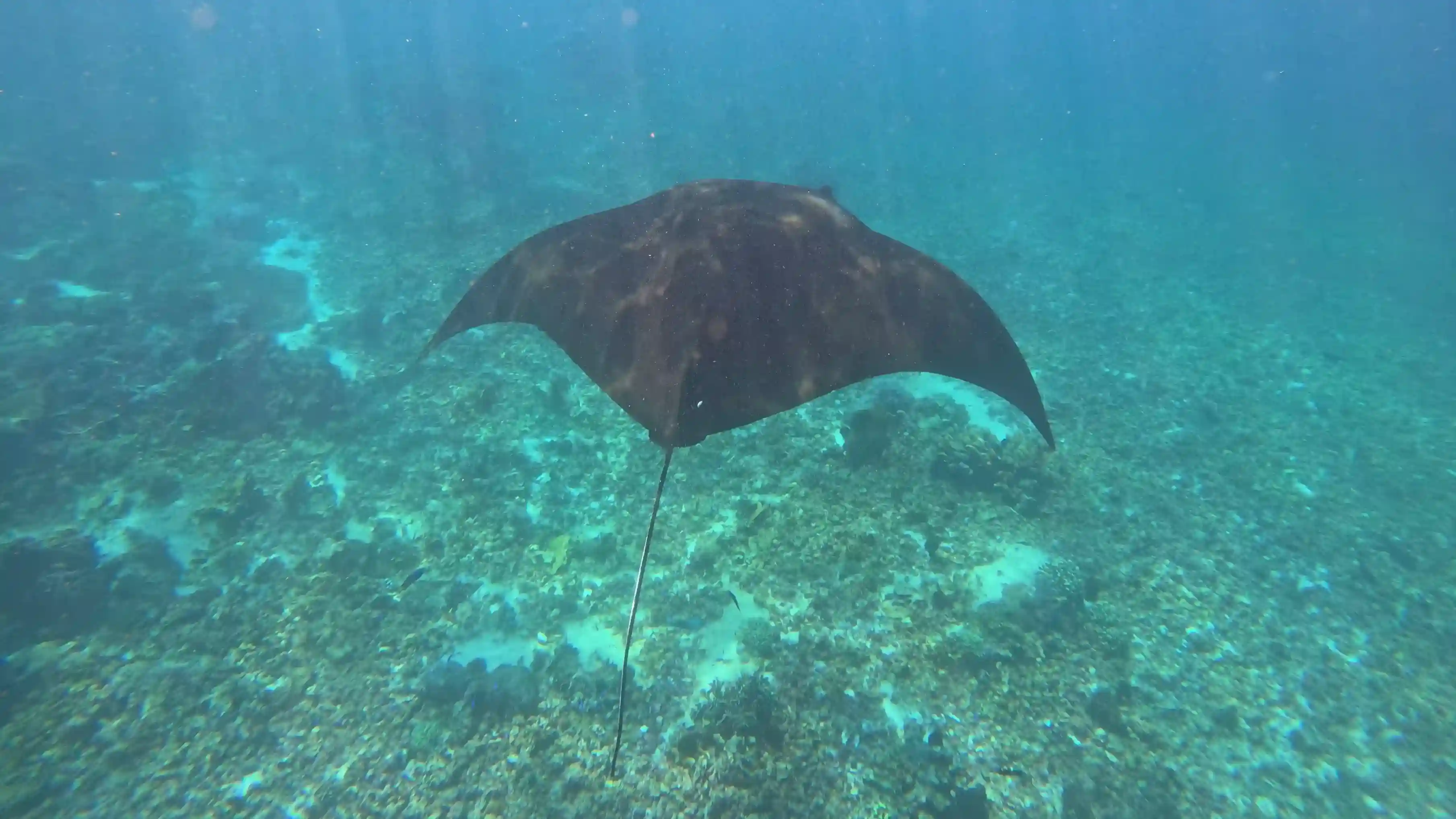 Snorkeling Highlights: Manta Point, Batu Bolong and More