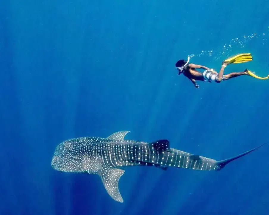 Swimming with Whale Sharks in Indonesia: 4 Charter Routes