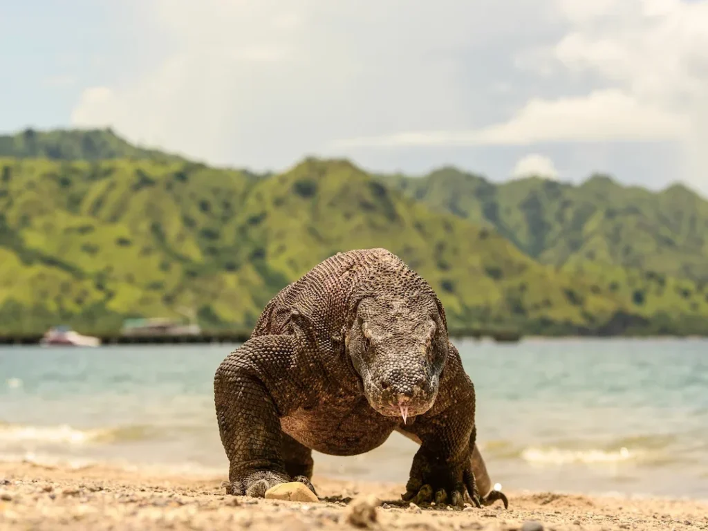 Komodo Dragon Island | Phinisi Luxury