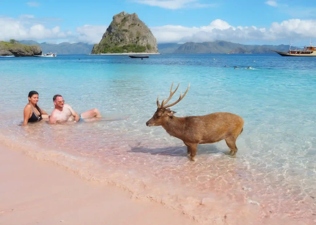 Pink Beach | Phinisi Luxury